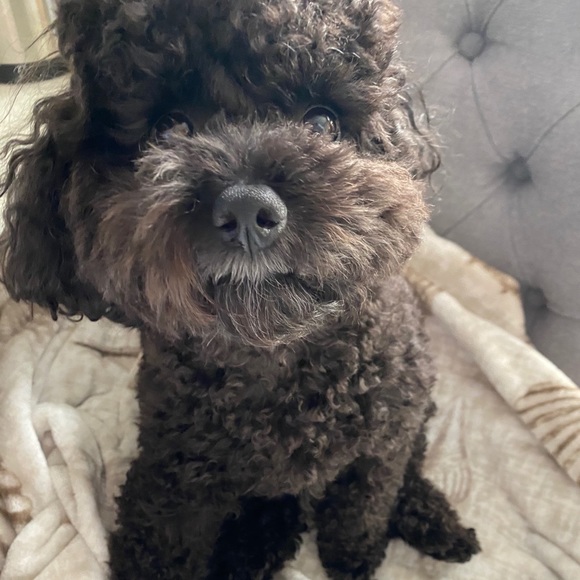 Meet your Posher, Ellen - Picture 1 of 1